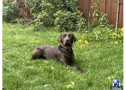 a labrador retriever dog lying in the grass